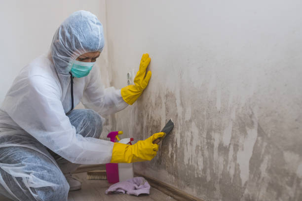 Best Attic Mold Removal  in Amherst, TX
