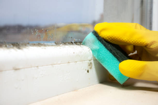 Mold Removal and Inspection in Amherst, TX