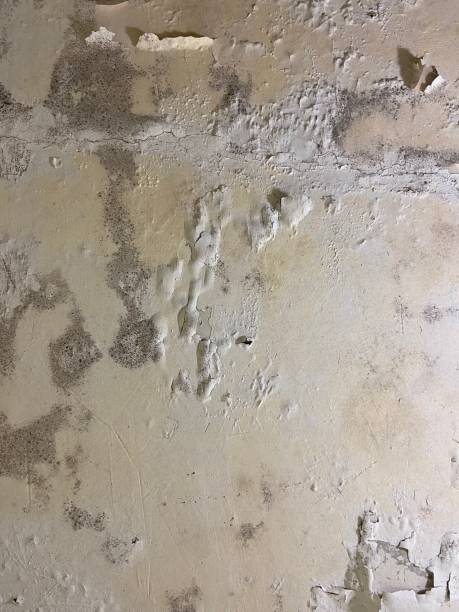 Best Mold Testing and Removal  in Amherst, TX