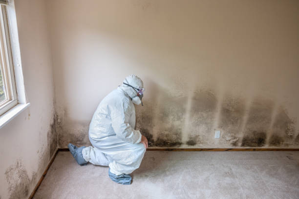 Best Mold Removal Company Near Me  in Amherst, TX