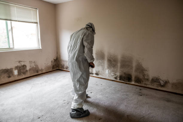 Best Mold Remediation Experts  in Amherst, TX