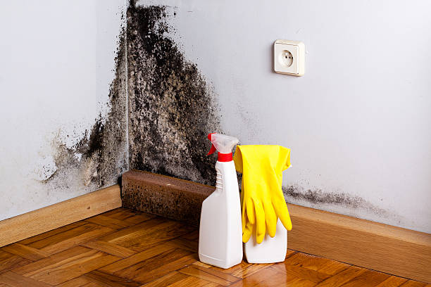 Best Mold Removal and Inspection  in Amherst, TX