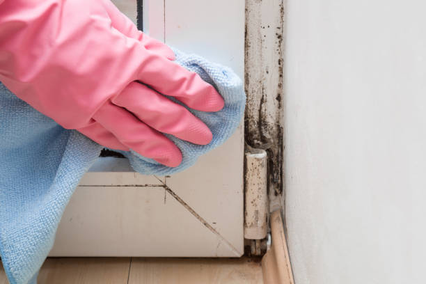 Best Office Mold Removal Services  in Amherst, TX