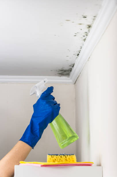 Best Mold Testing  in Amherst, TX